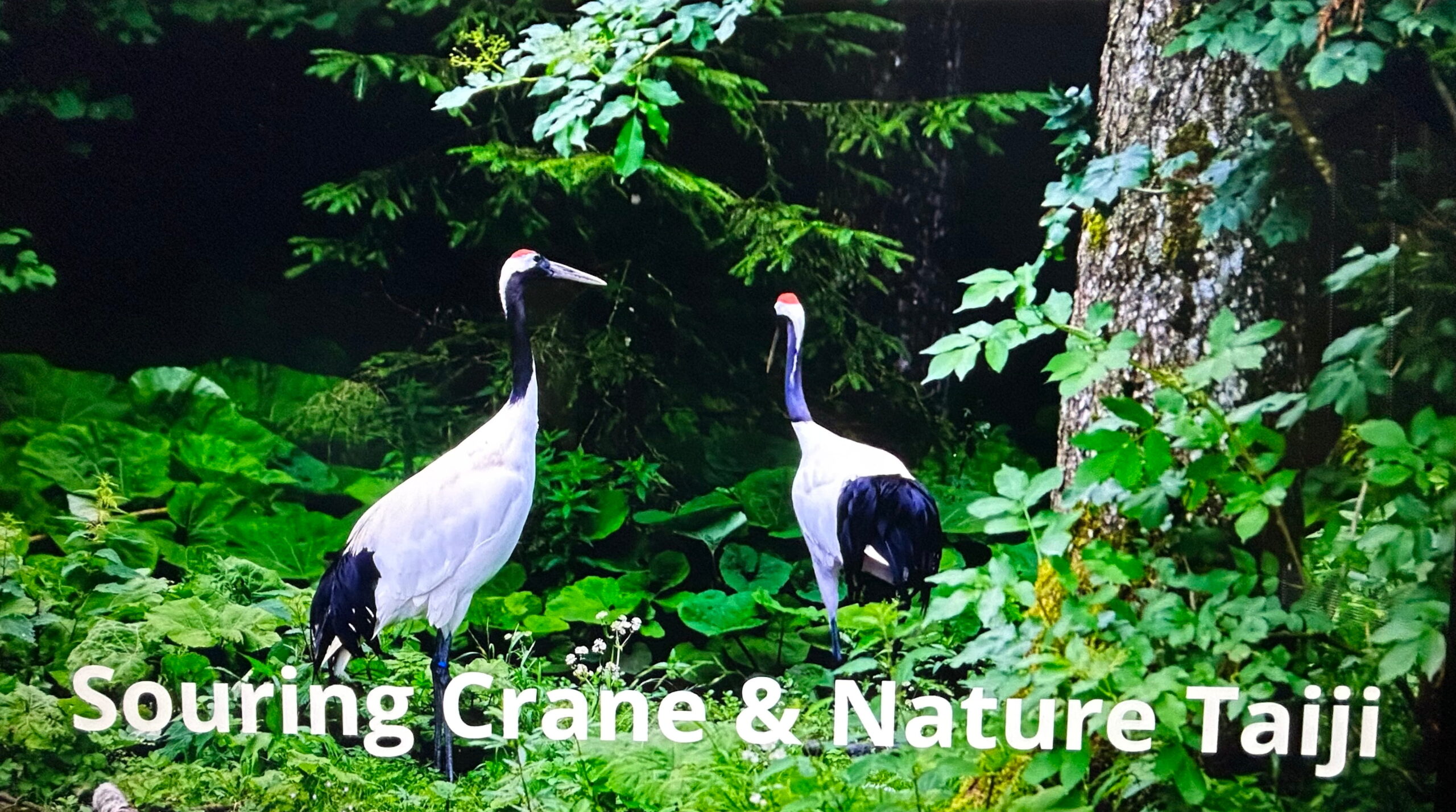 De dansende kraanvogel